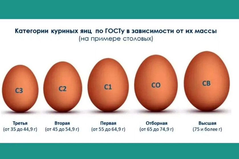 Вчера были по 60, но маленькие. Сегодня…