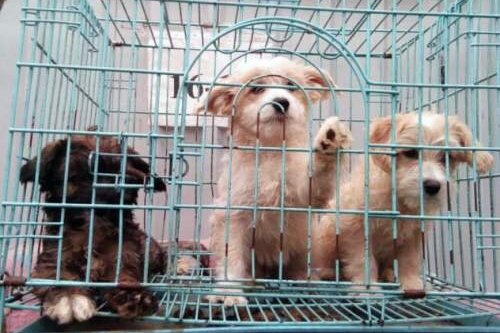 В Госдуме РФ приняли закон о защите животных