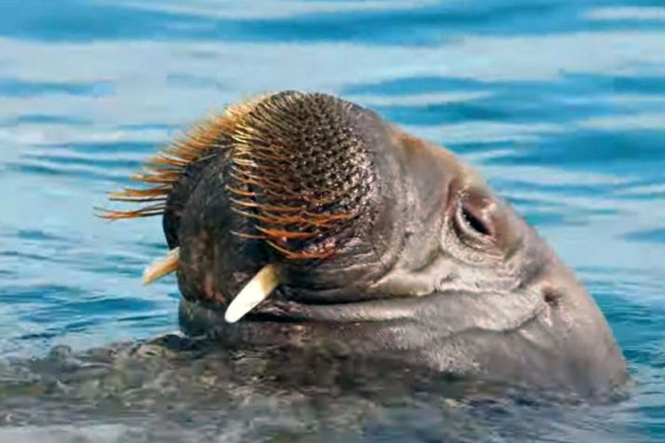 Смерть моржихи Фреи